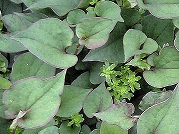 どくだみの画像