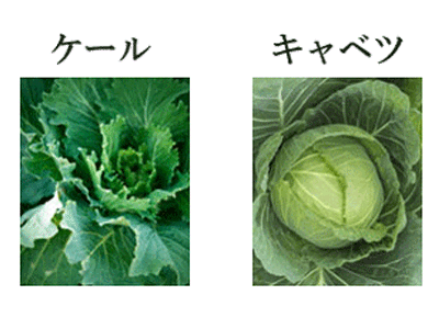 ケールとキャベツの比較