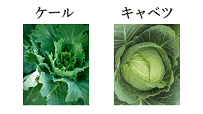 ケールとキャベツの比較