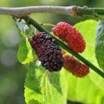 桑の実「マルベリー」