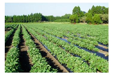 すいおうの画像